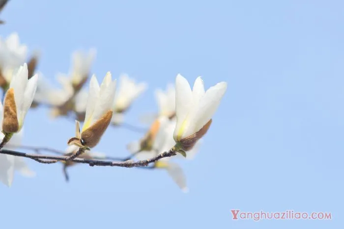 白玉兰