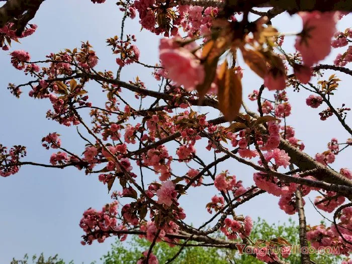 樱花