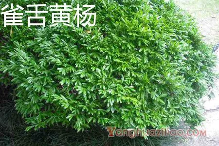 雀舌黄杨