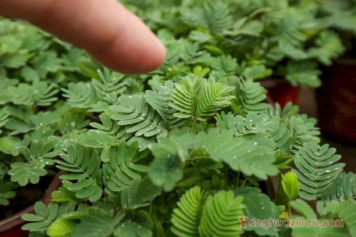 含羞草