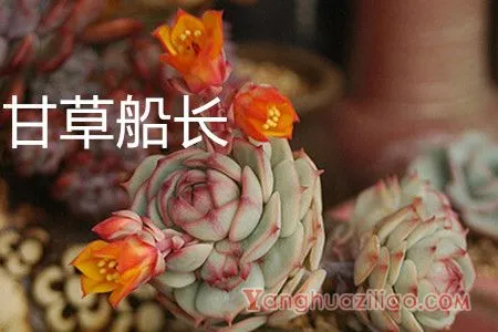 甘草船长