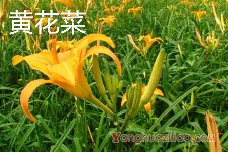 黄花菜