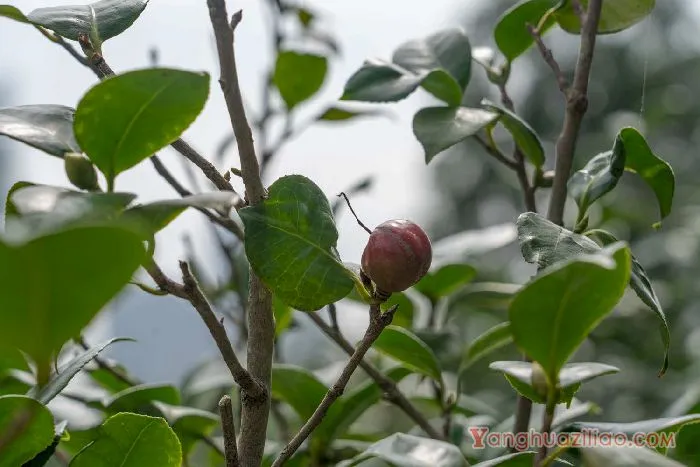 山茶花