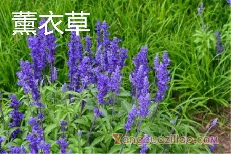 薰衣草
