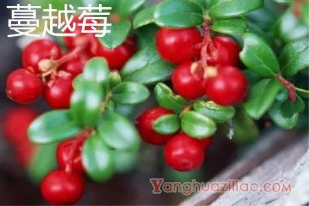 蔓越莓