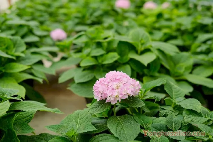 绣球花