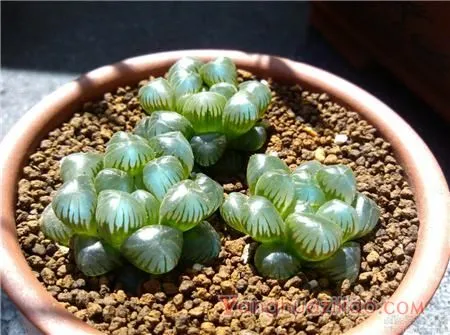姬玉露