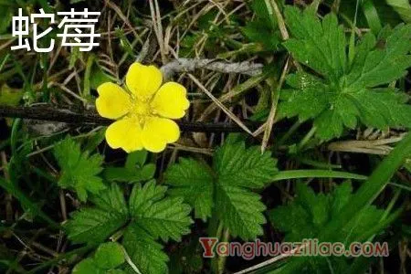 蛇莓