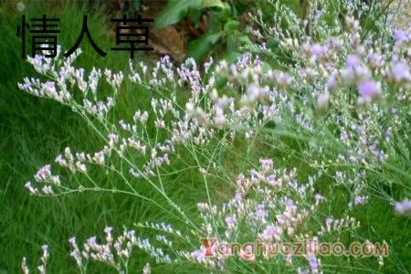 情人草