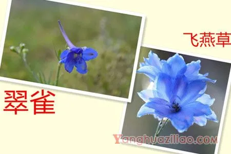 怎么区别飞燕草和翠雀