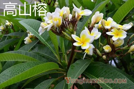 高山榕 高山榕