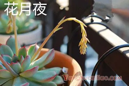 花月夜花朵