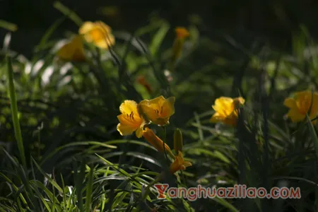 萱草
