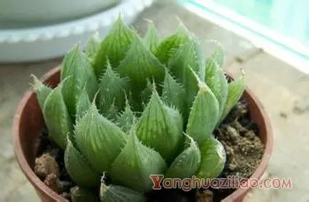 水晶掌的植株