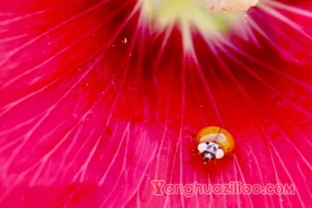 蜀葵