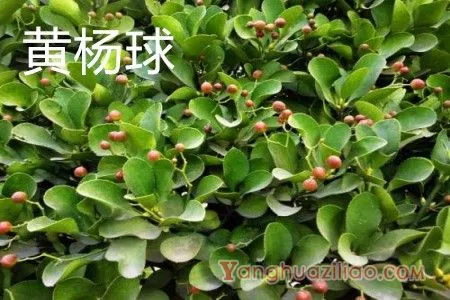 黄杨球 黄杨球