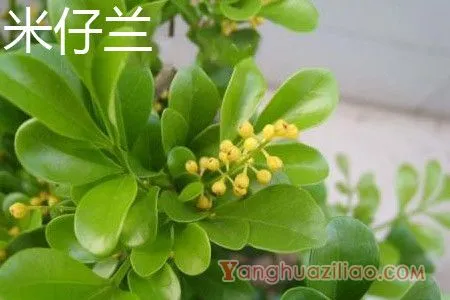 米仔兰