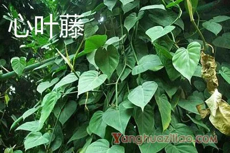 心叶藤叶子