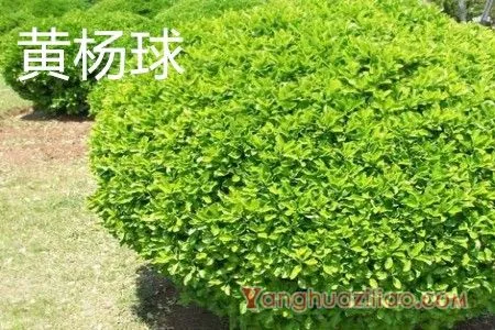 黄杨球 黄杨球
