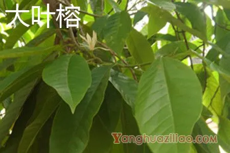 大叶榕 大叶榕