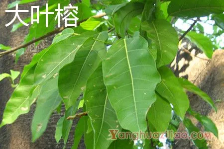 大叶榕 大叶榕