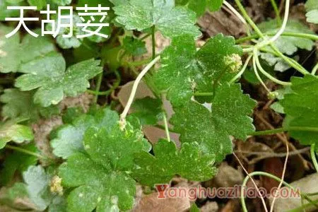 天胡荽