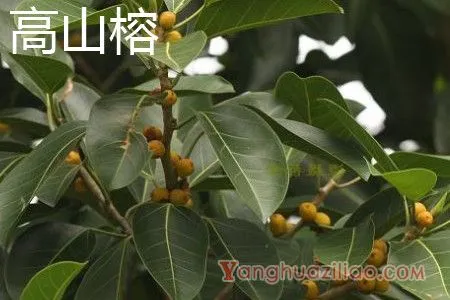 高山榕 高山榕