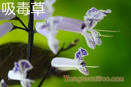 吸毒草