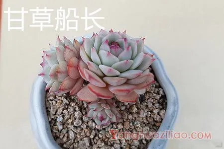 甘草船长