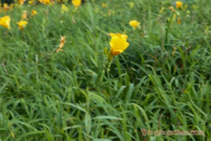 萱草