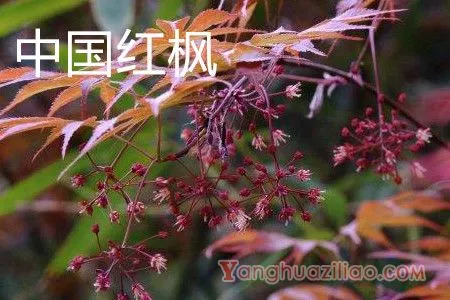 中国红枫