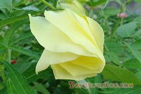 黄蜀葵