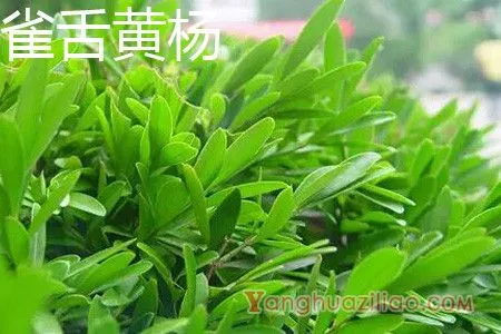 雀舌黄杨
