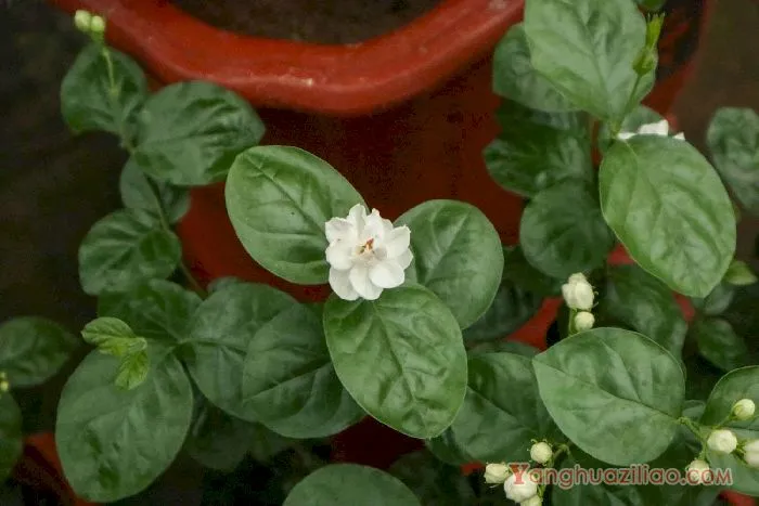 茉莉