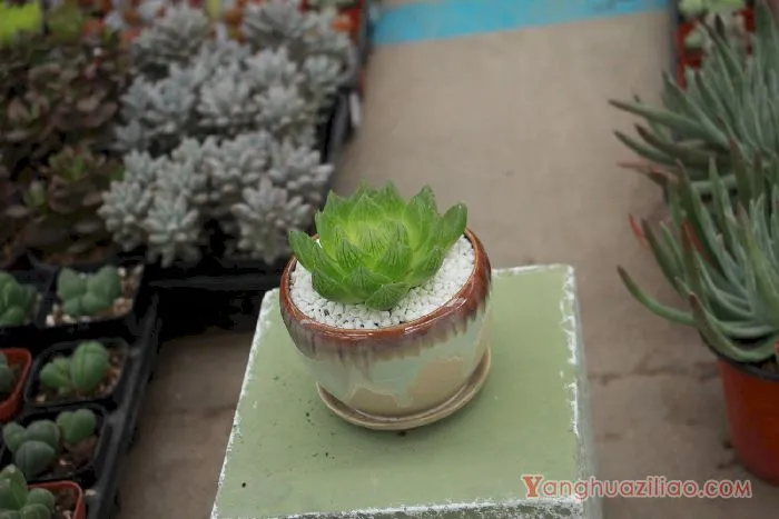 玉露