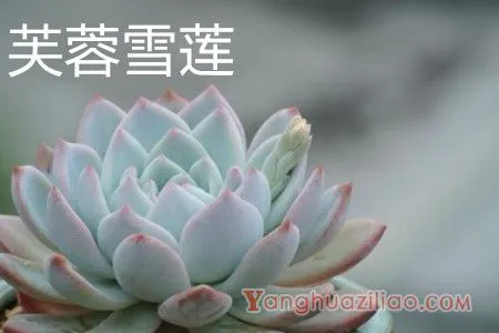 芙蓉雪莲