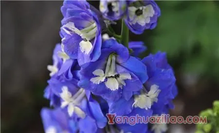 翠雀简介
