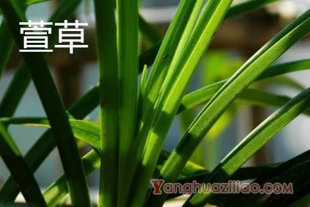 萱草