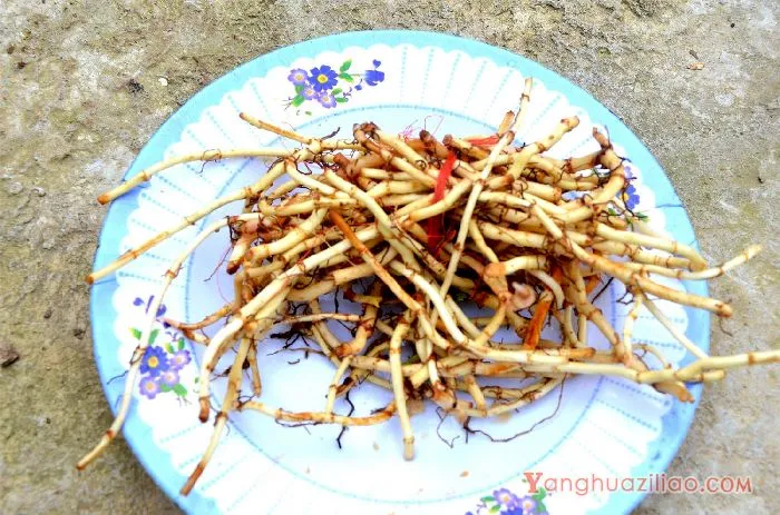 折耳根 折耳根