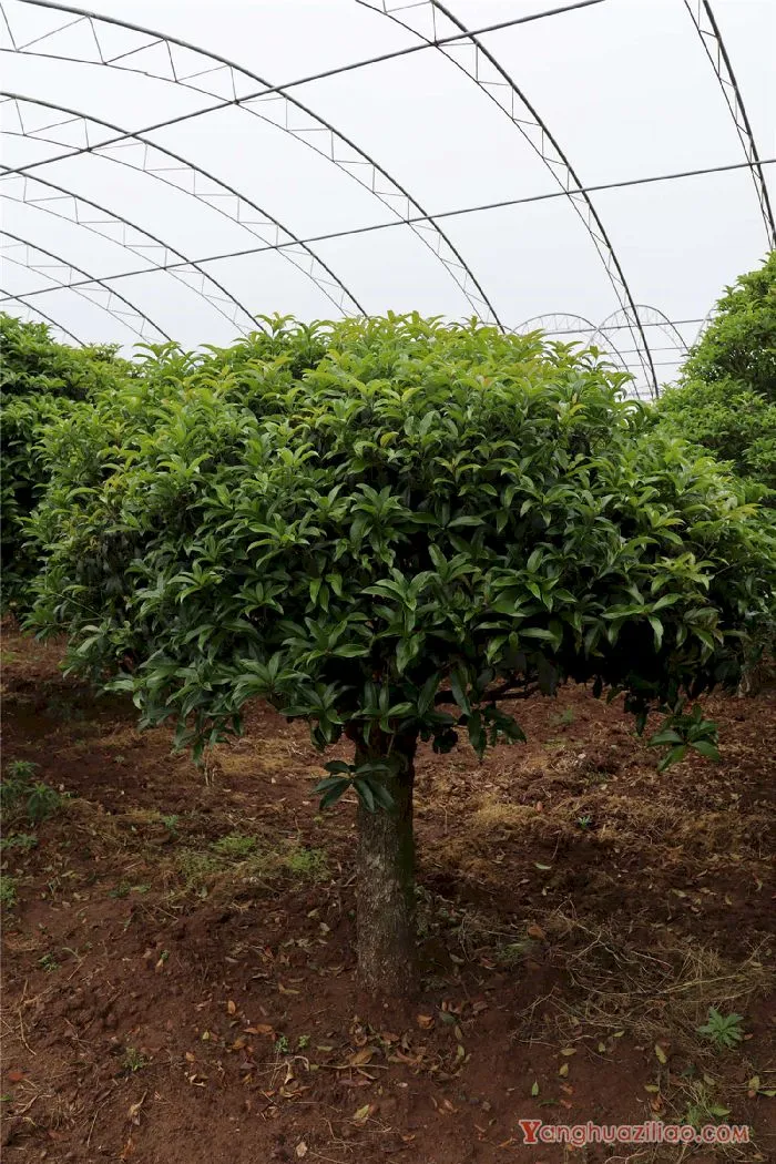 桂花