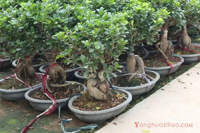 人参榕