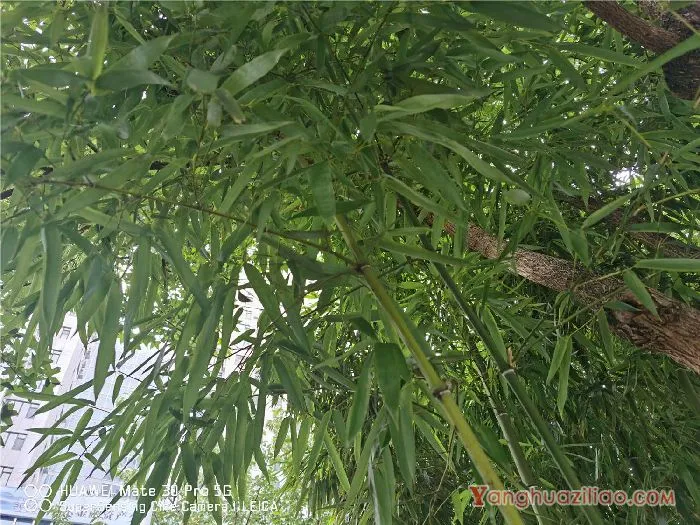 竹子