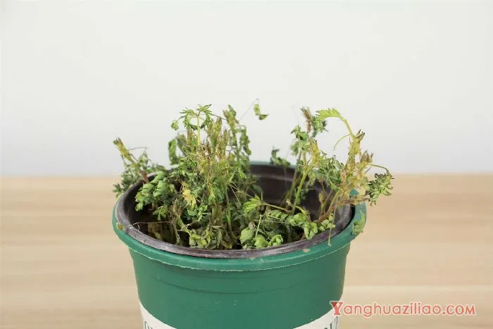 含羞草