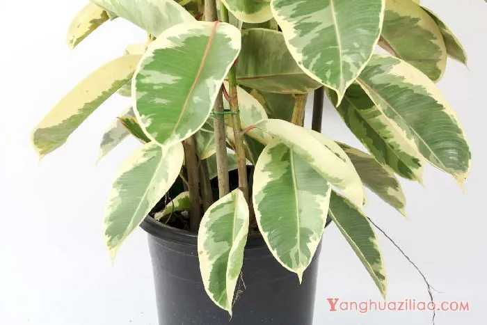 橡皮树