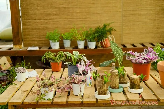 花卉 花卉