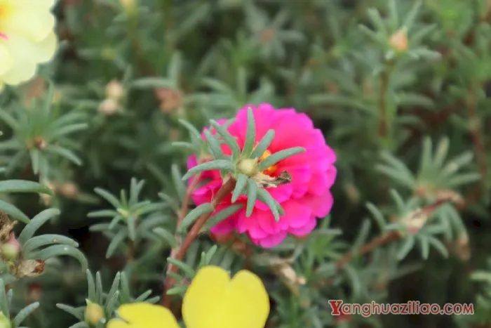 太阳花