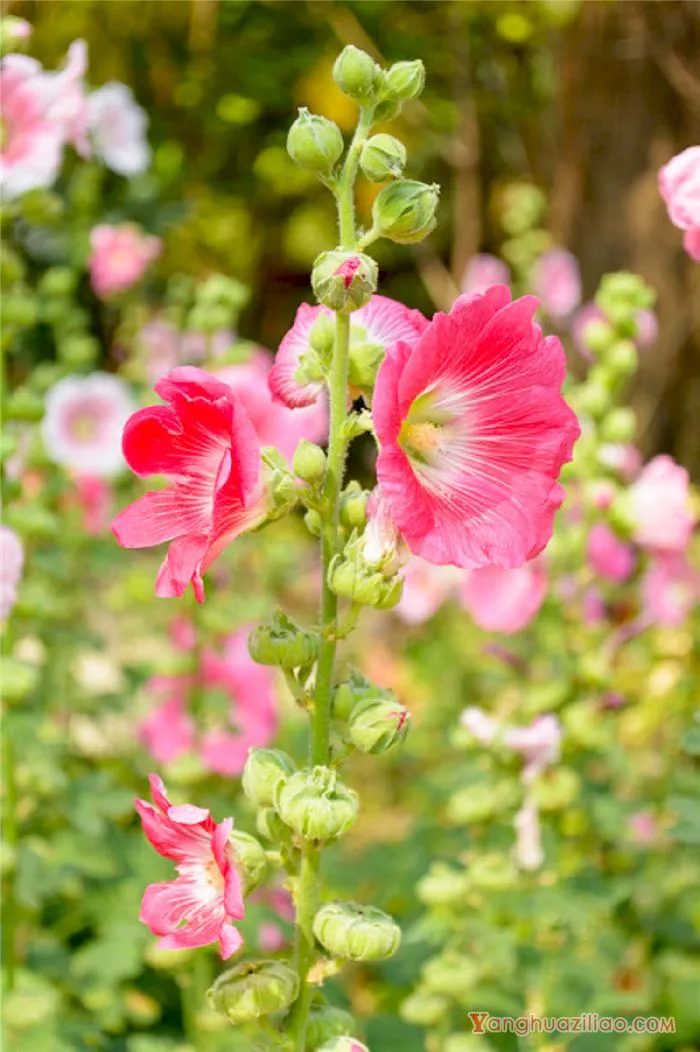 蜀葵 蜀葵