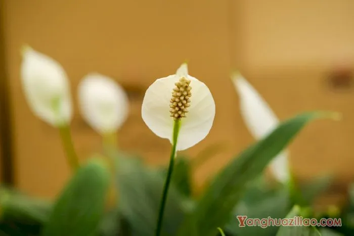 白掌