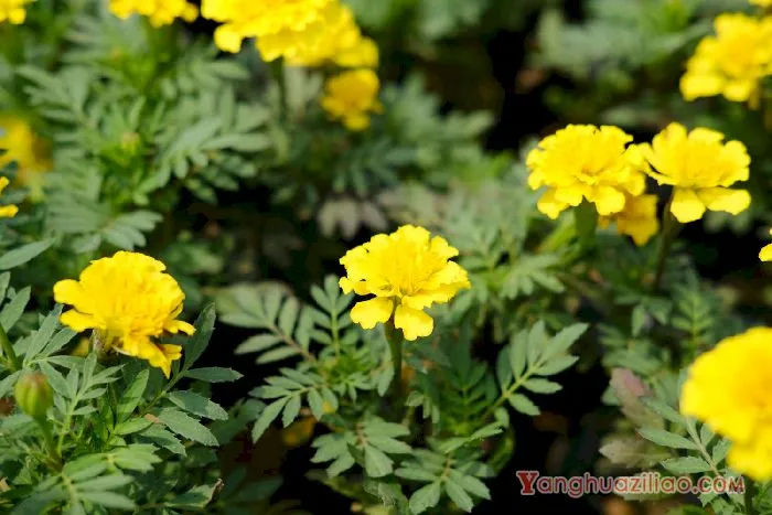 孔雀草
