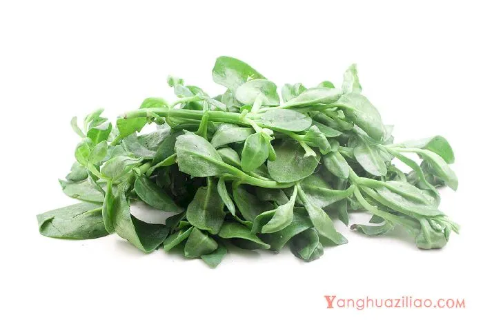 牡丹吊兰
